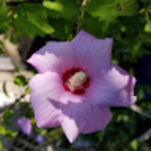 Meet your Posher, La